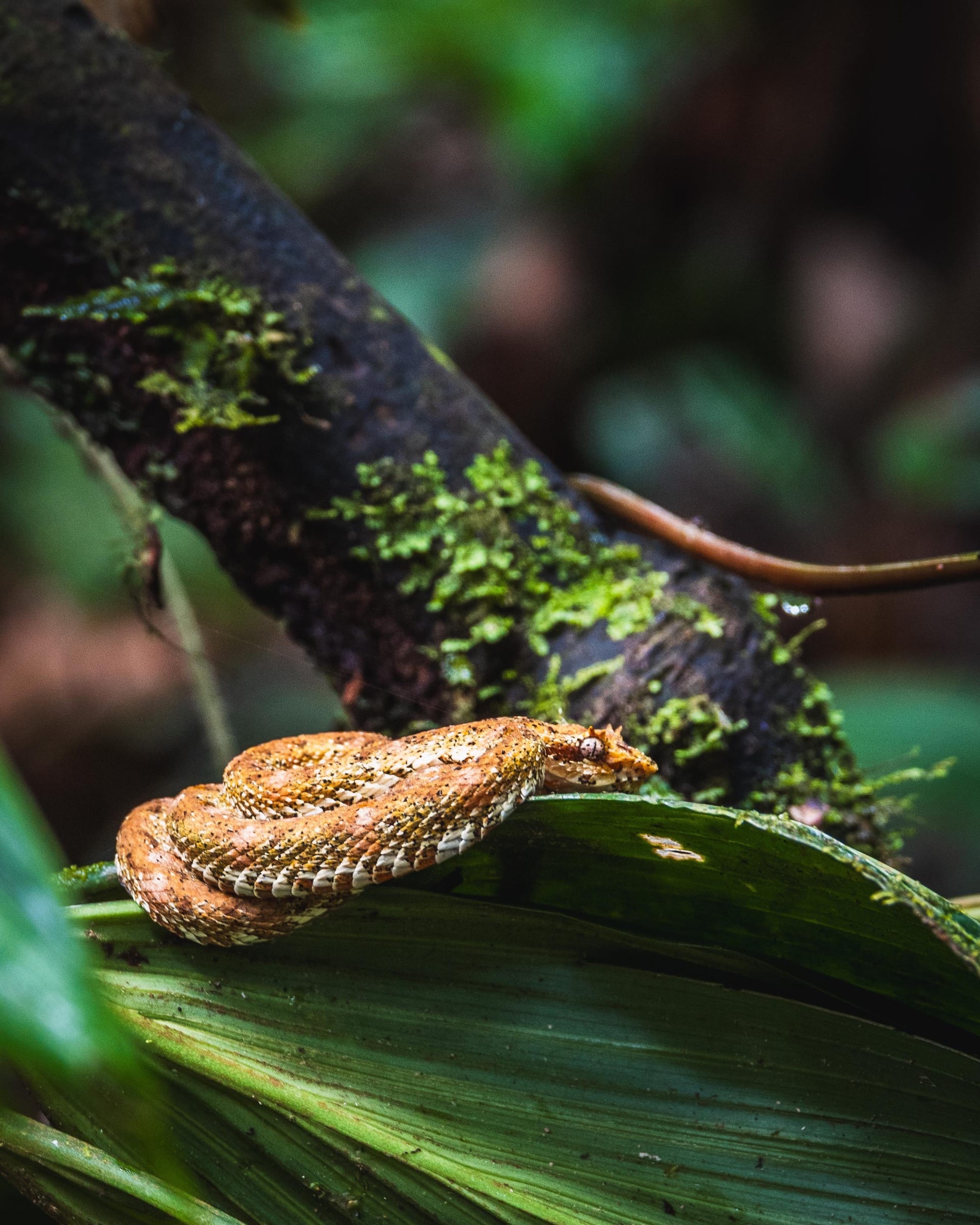 Eyelash viper in its golden phase, resting on a leaf