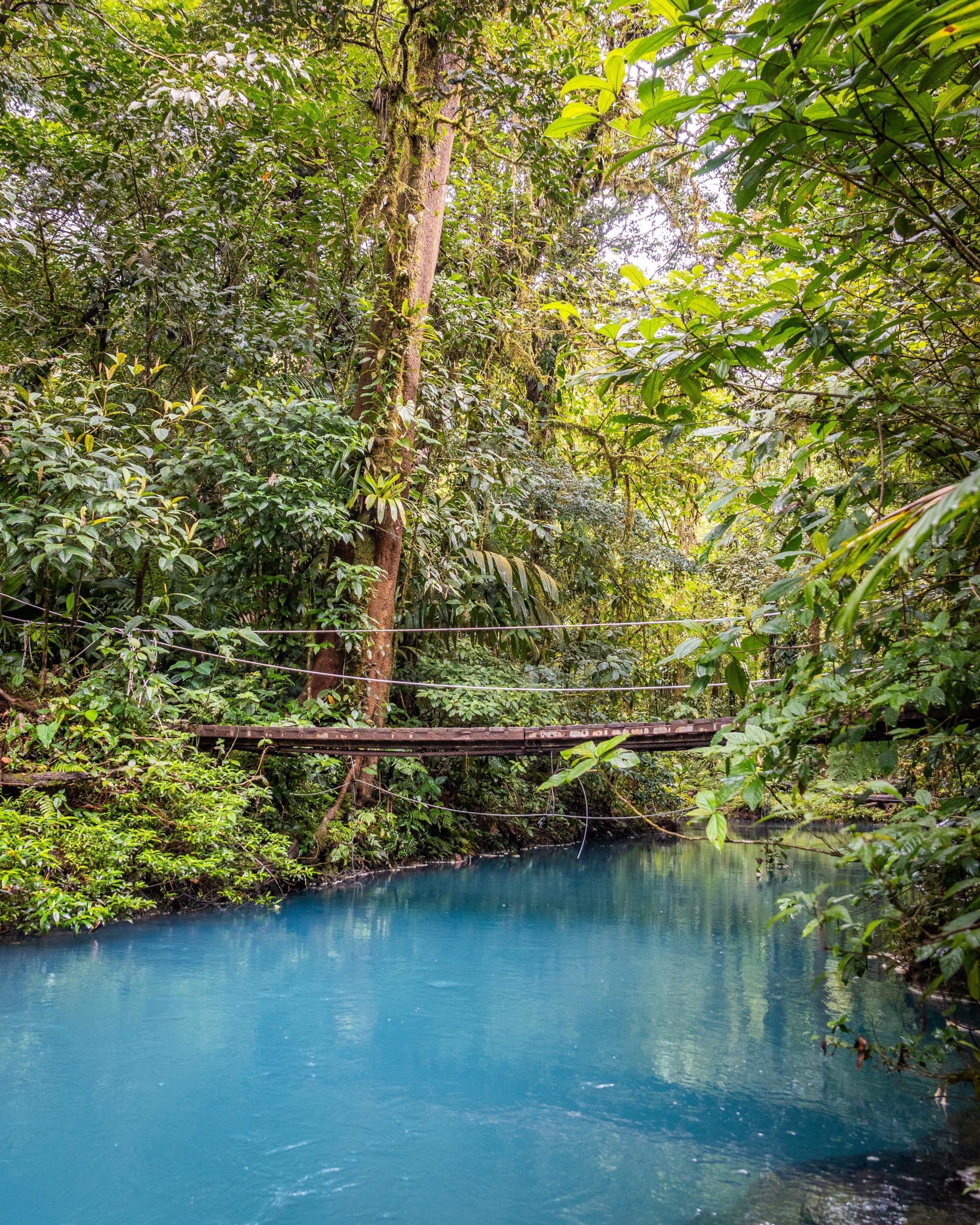 A footbridge over the turquoise water of Río Celeste, deep in the forest